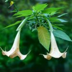 Brugmansia