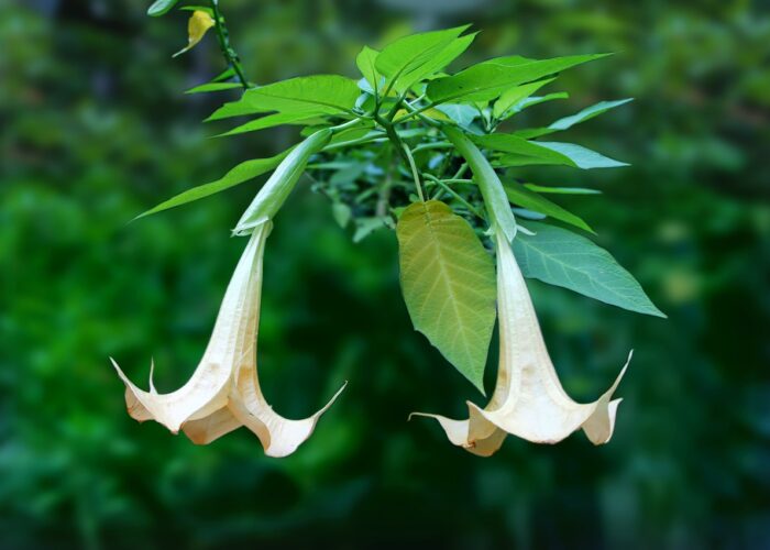 Brugmansia (Angel's Trumpet)