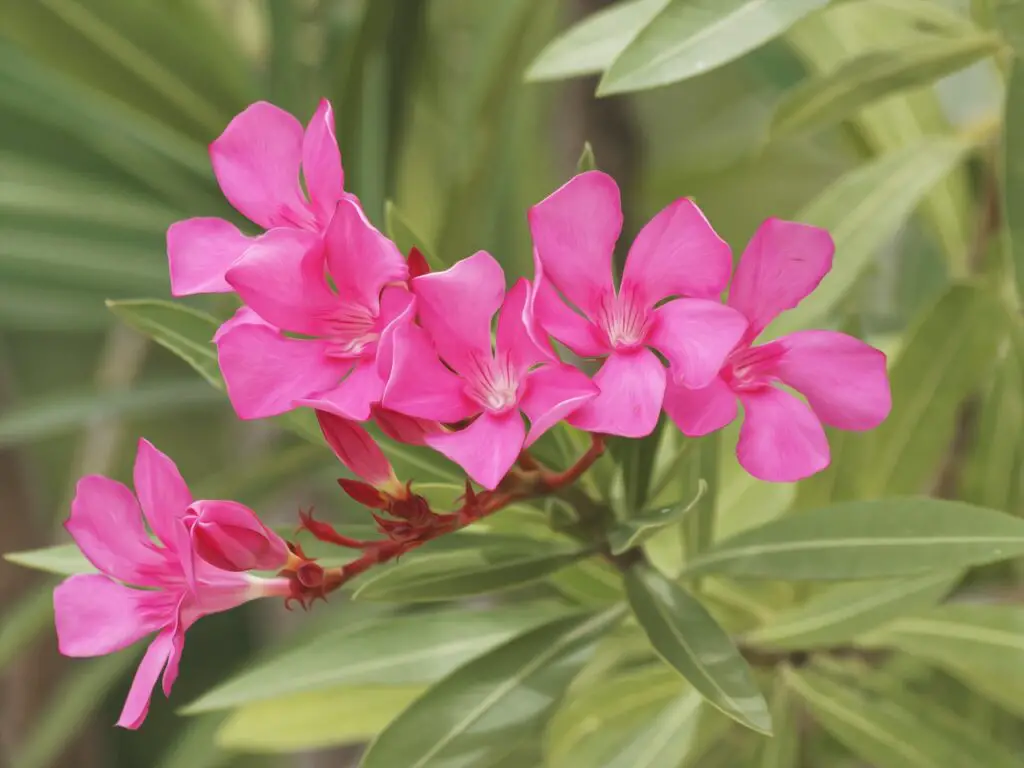 Nerium Oleander – A to Z Flowers