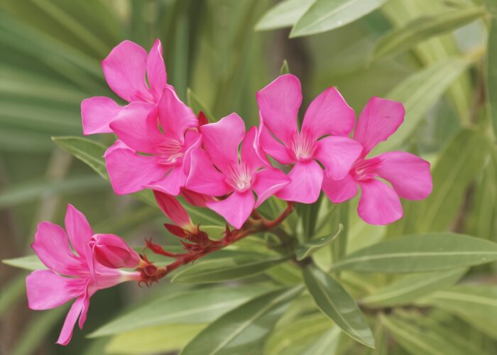 Nerium (Oleander)