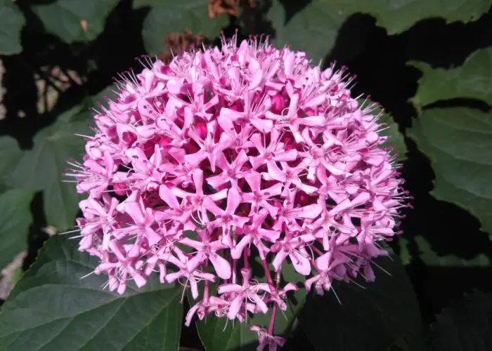 Clerodendrum (Glorybower; Bagflower)