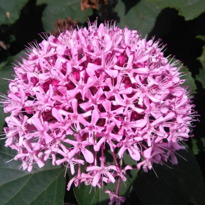 Flowers that start with letter C A to Z Flowers