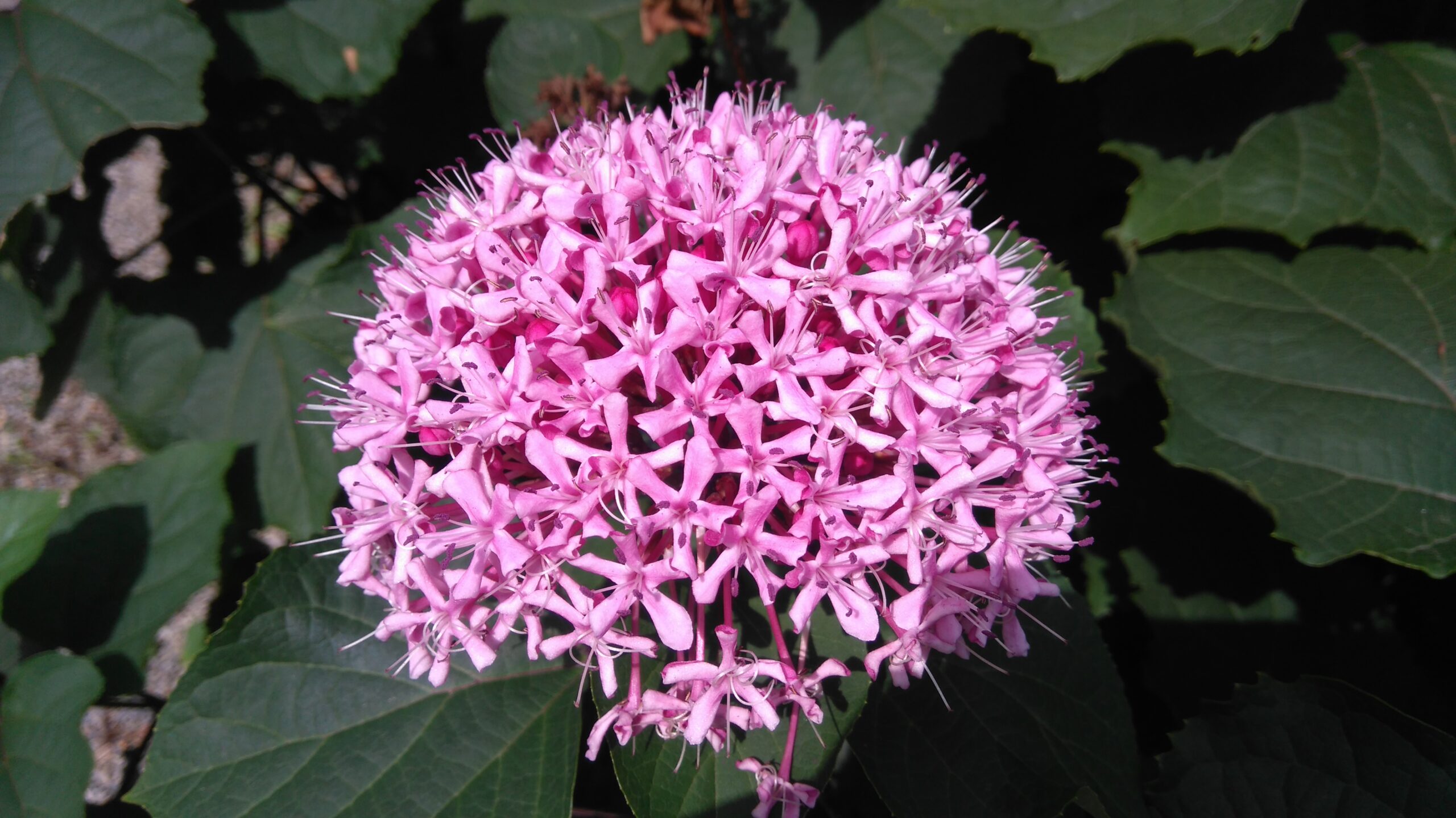 Clerodendrum (Glorybower; Bagflower) Facts and Meaning A to Z Flowers