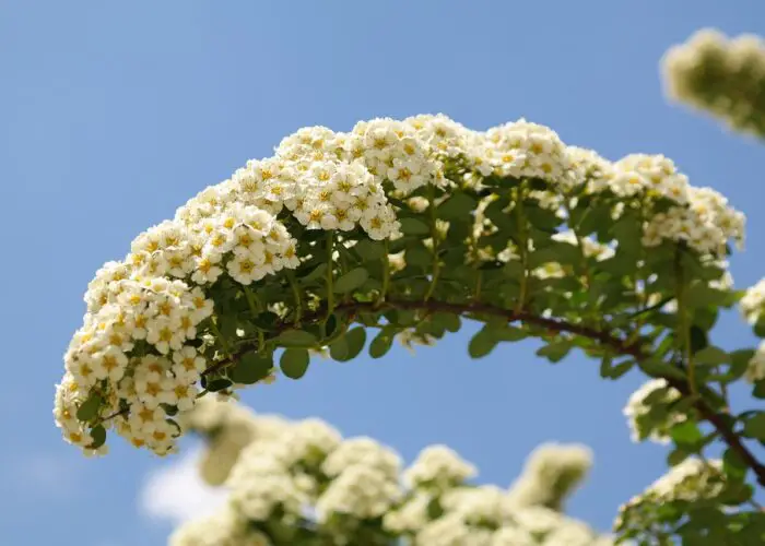 Spiraea (Spirea)