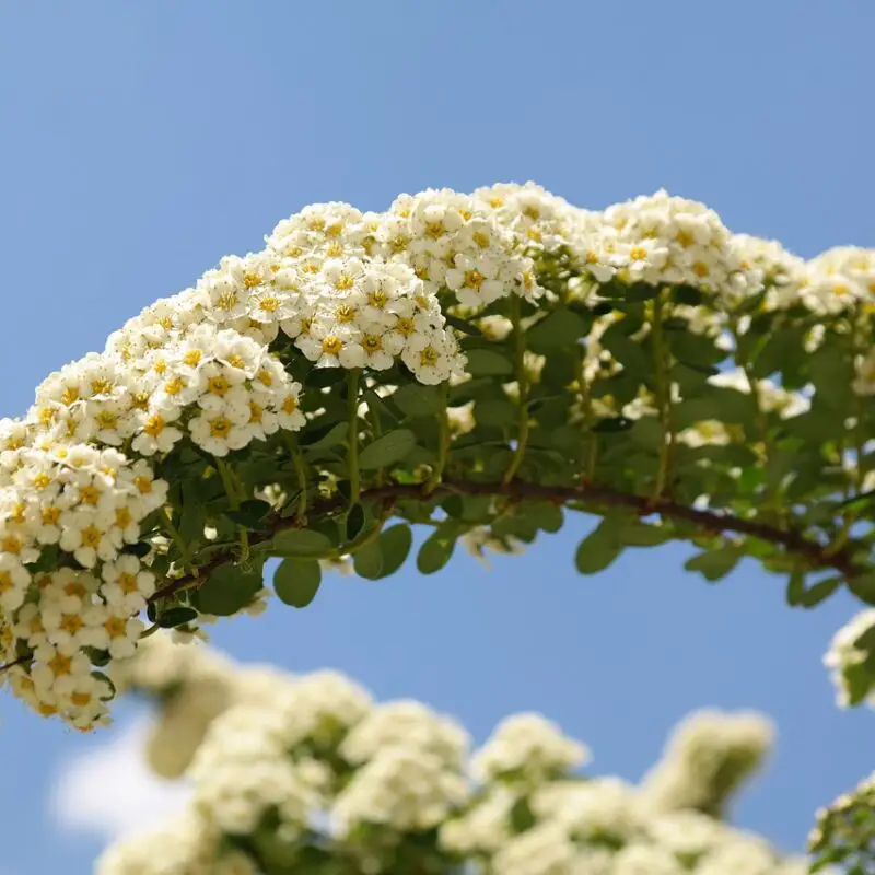 Flowers that symbolize Victory A to Z Flowers