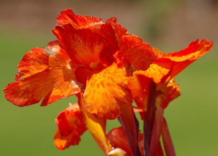 Canna (Canna Lily)