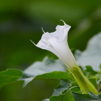 Datura