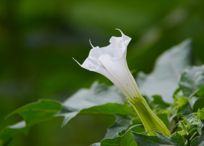 Datura (Devil's Trumpet)