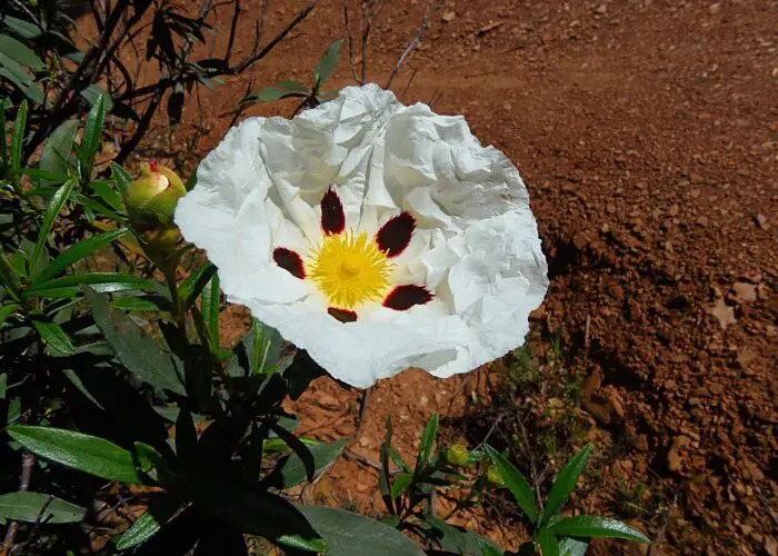 Cistus (Rock Rose)