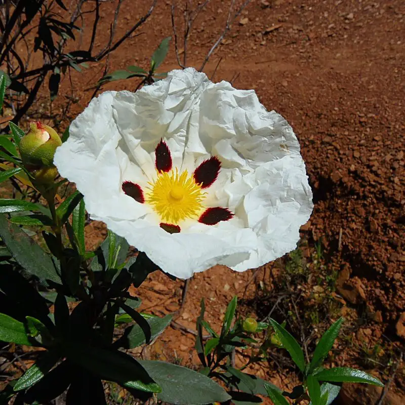 Flowers that symbolize Determination A to Z Flowers