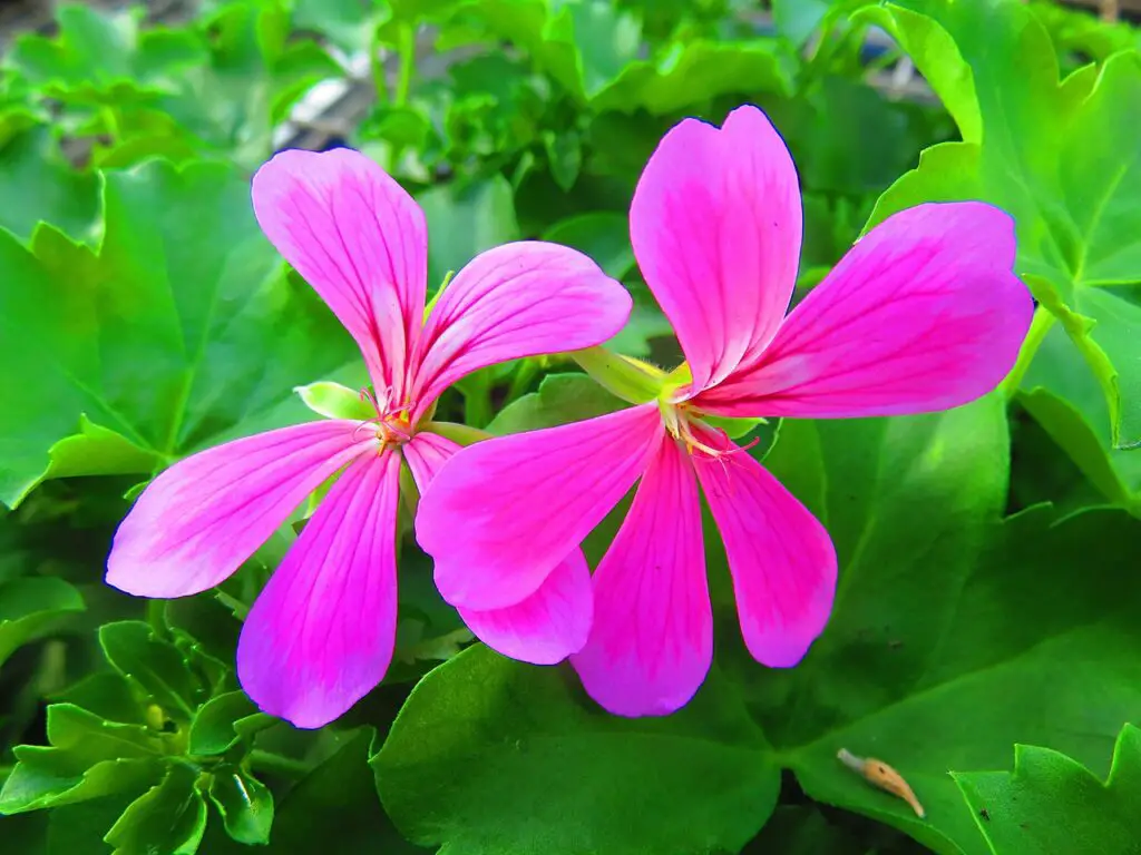 pelargonium (geranium) – a to z flowers