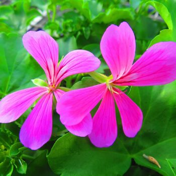 Pelargonium