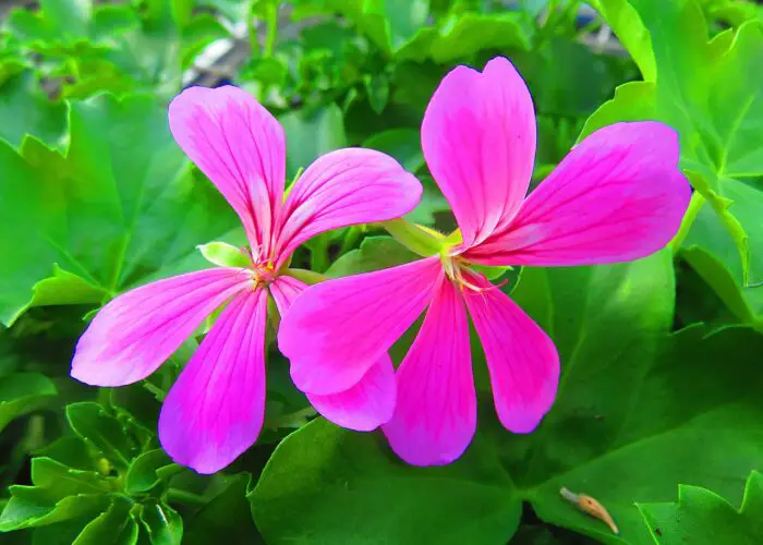 Pelargonium (Geranium)