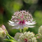 Astrantia