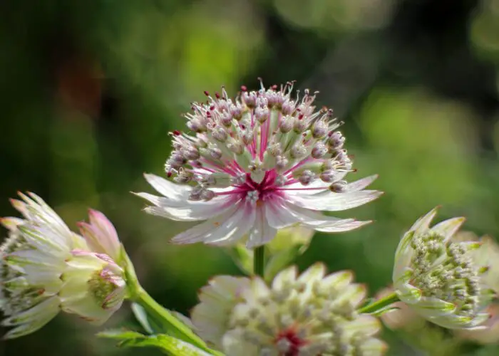 Astrantia (Masterwort)