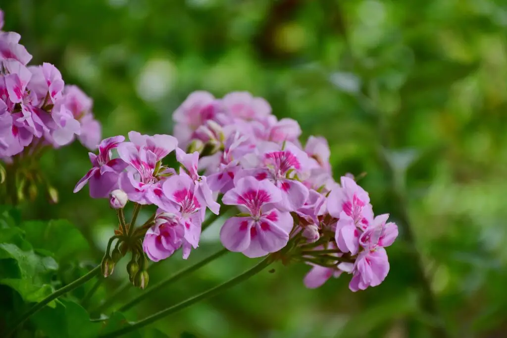 Pelargonium (Geranium) – to Z Flowers