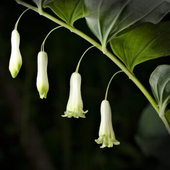 Polygonatum