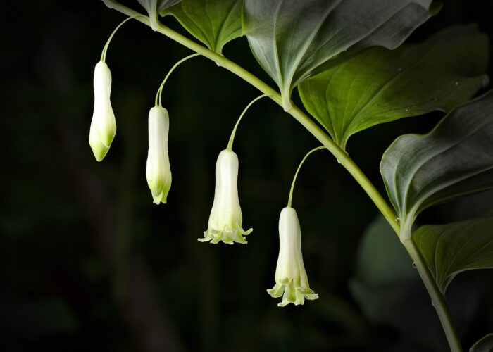 Polygonatum (Solomon's Seal)