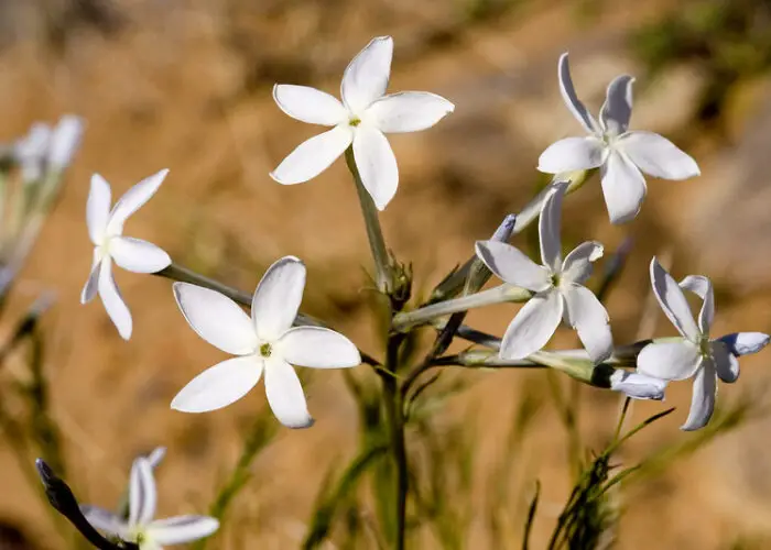 Amsonia (Blue Star)