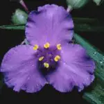 Tradescantia