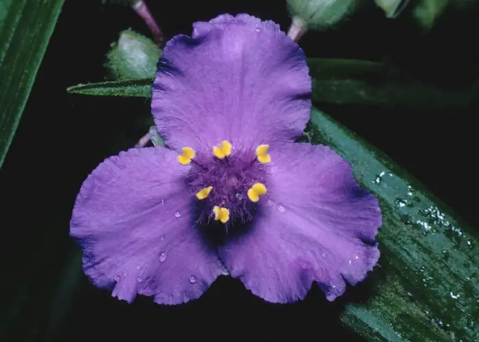 Tradescantia (Spiderwort)