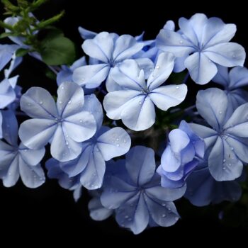 Plumbago