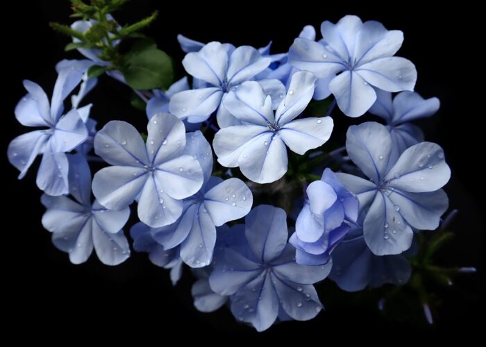 Plumbago (Plumbago)