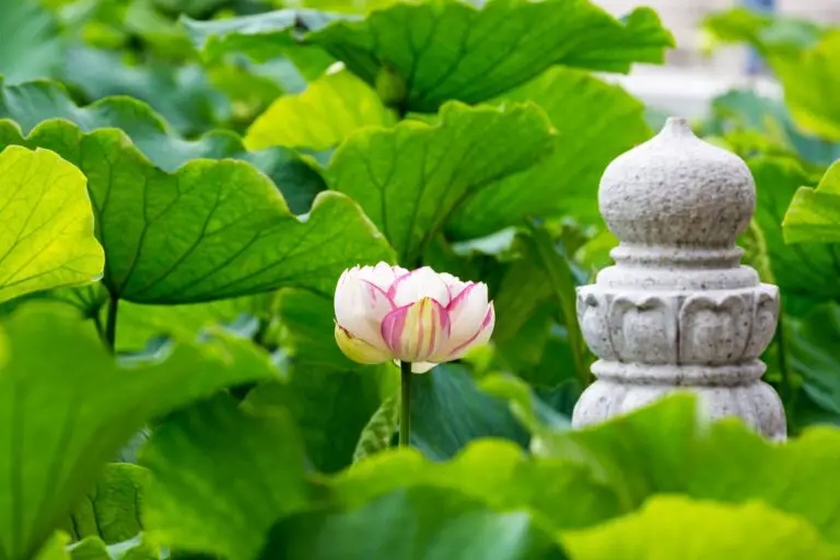 Lotus Flower Meaning and Symbolism A to Z Flowers