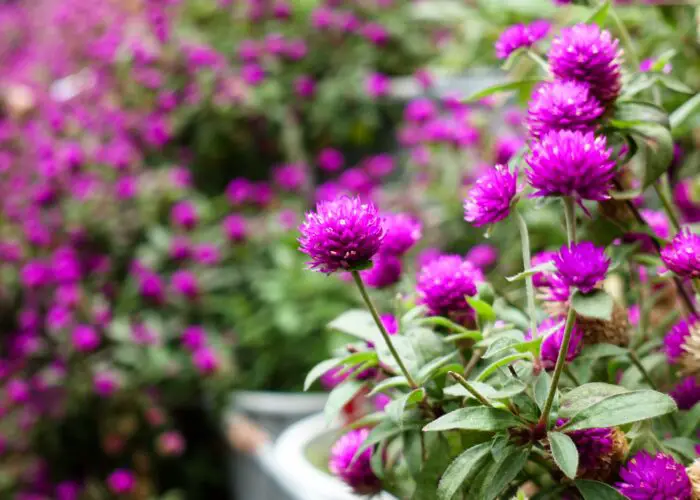 Gomphrena (Gomphrena)