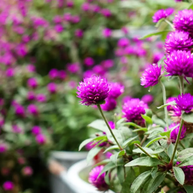 Flowers that symbolize Immortality A to Z Flowers