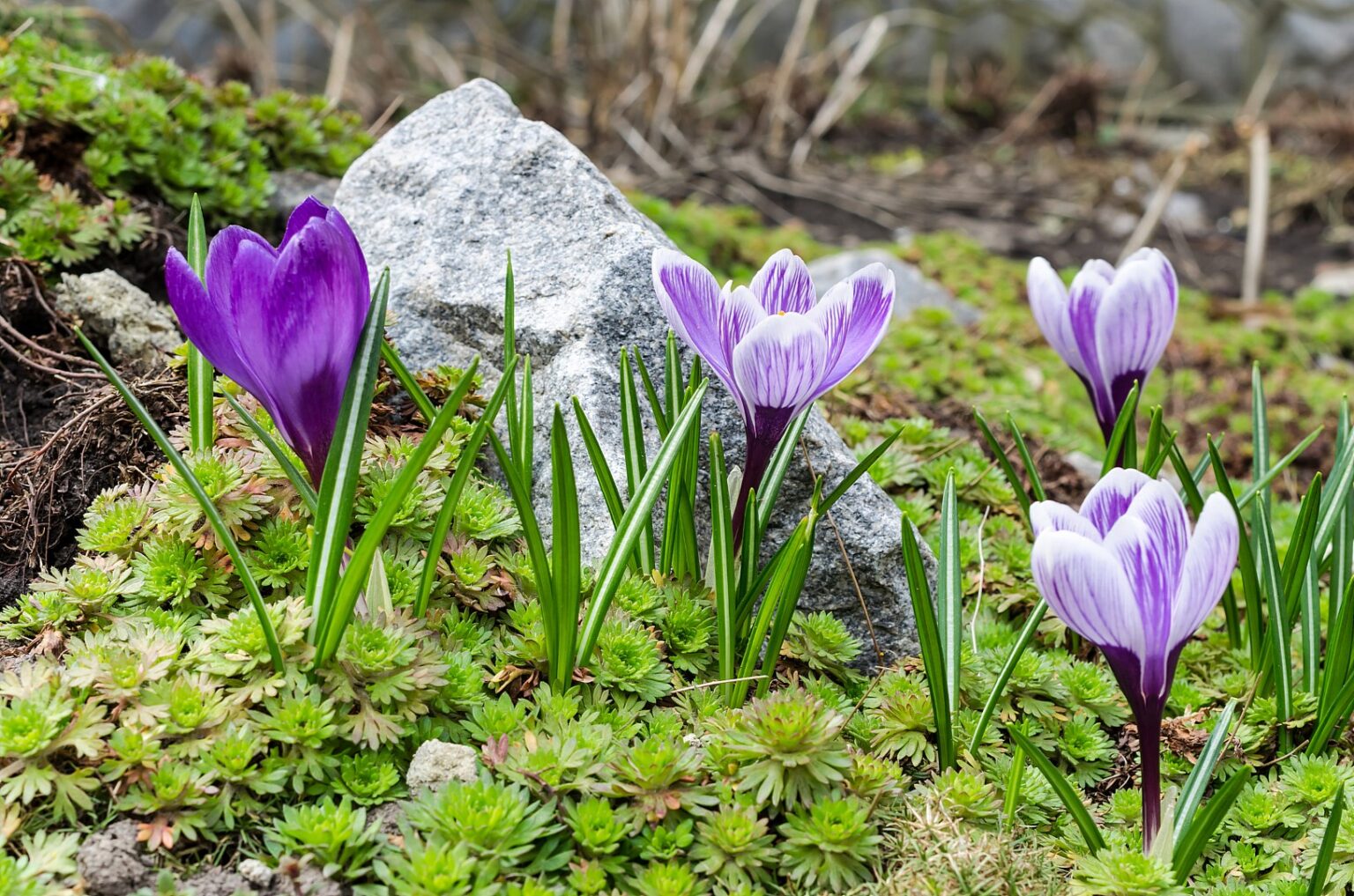 Crocus Flower Meaning and Symbolism A to Z Flowers
