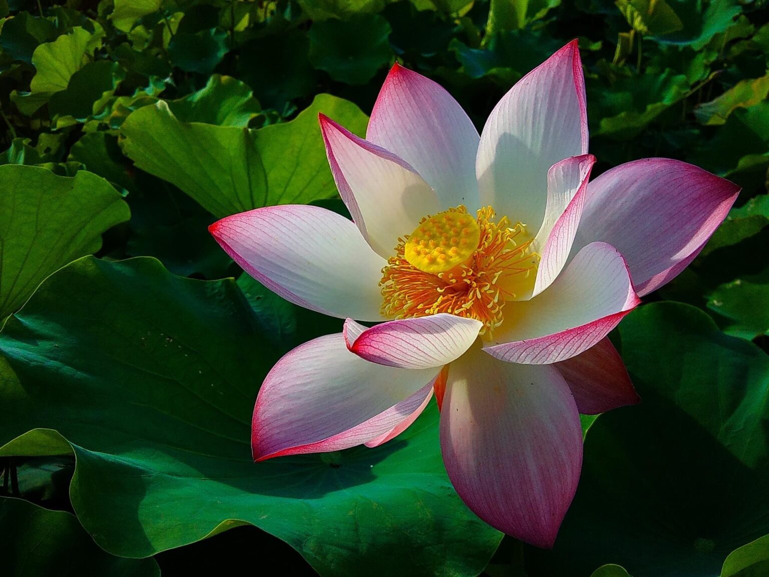 Lotus Flower Meaning and Symbolism A to Z Flowers