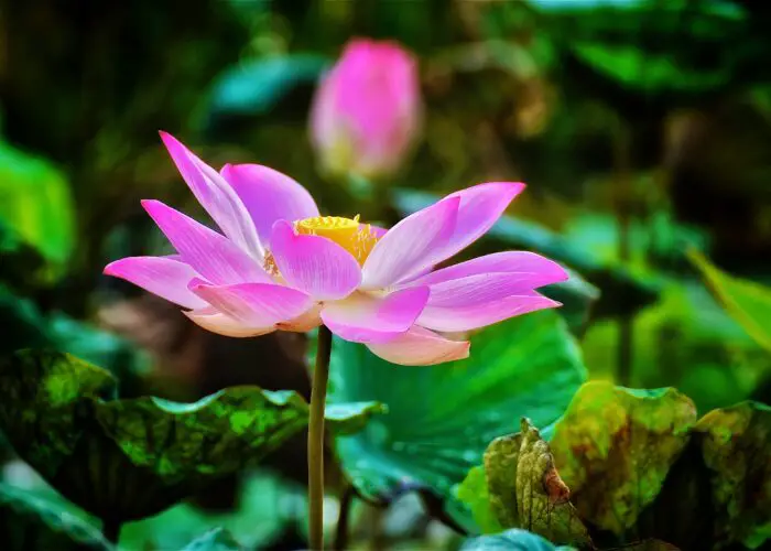 Lotus Flower Meaning and Symbolism