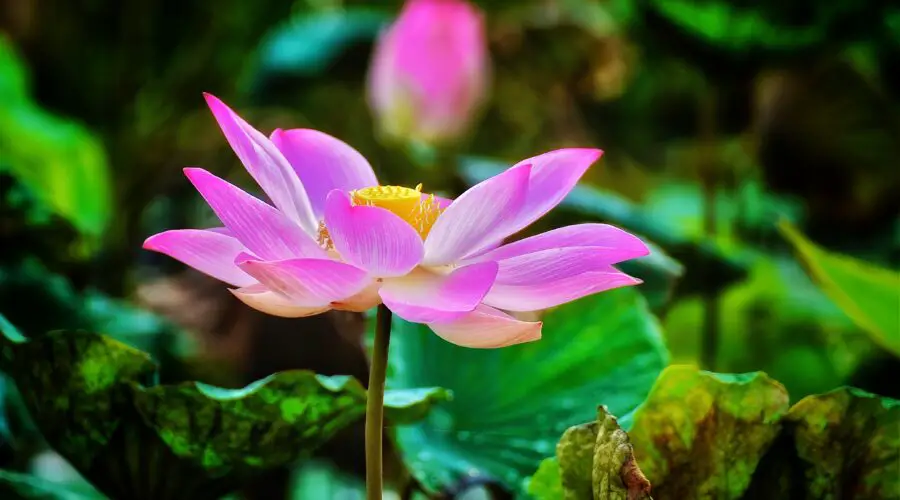 Lotus Flower Meaning and Symbolism