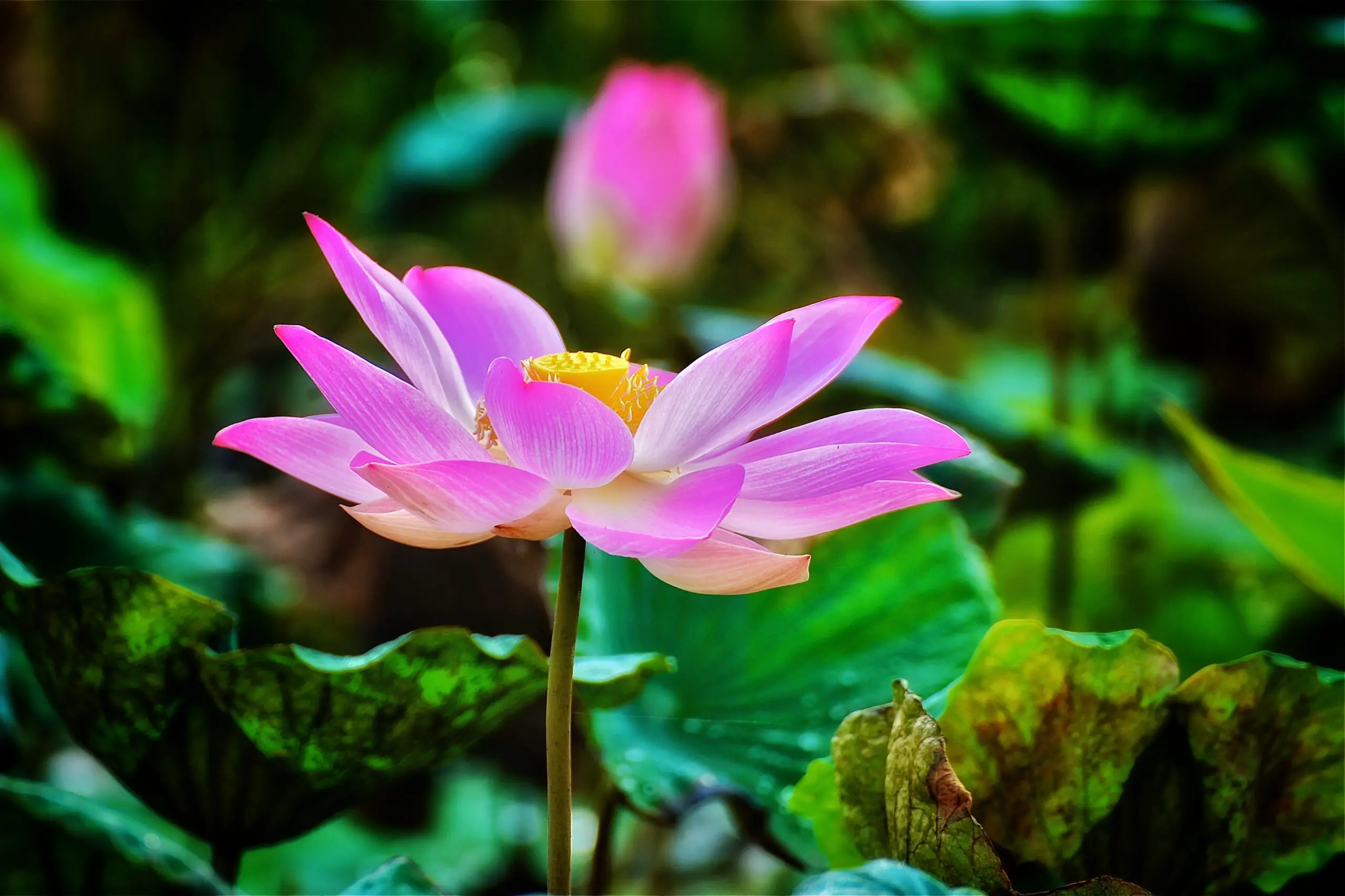 Types Of Indian Lotus Flower - Comunidad Green