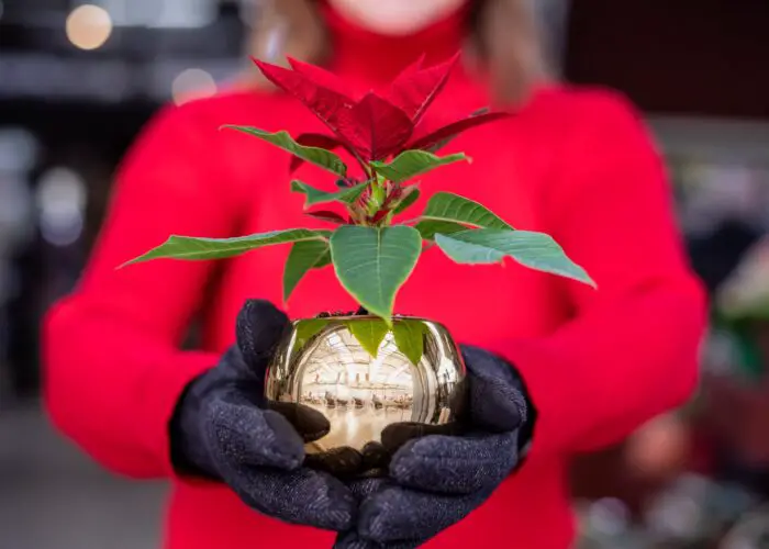 How Did the Poinsettia Become Associated with Christmas