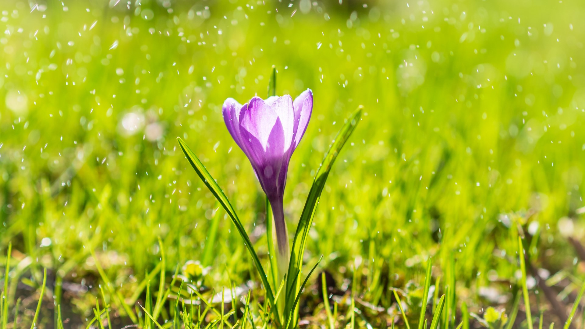 Crocus Flower Meaning and Symbolism A to Z Flowers
