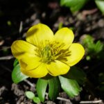 Eranthis