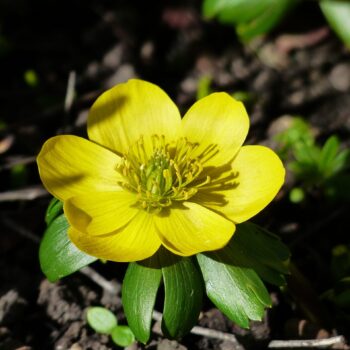 Eranthis