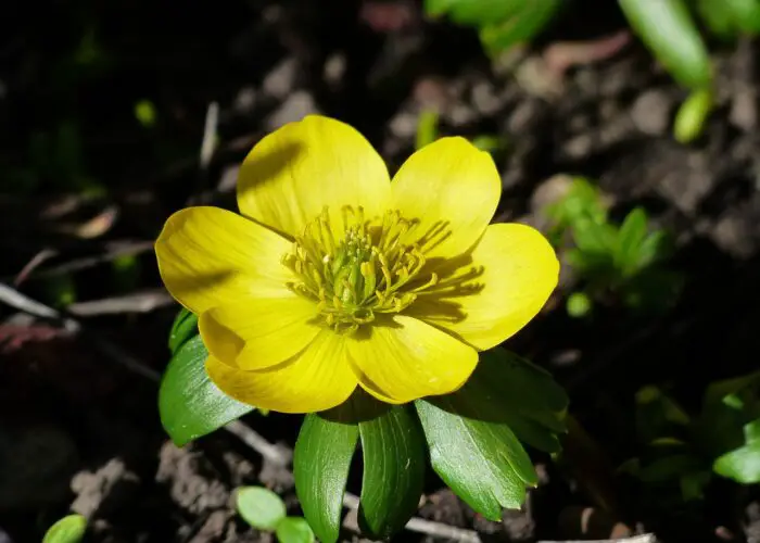 Eranthis (Winter Aconite)