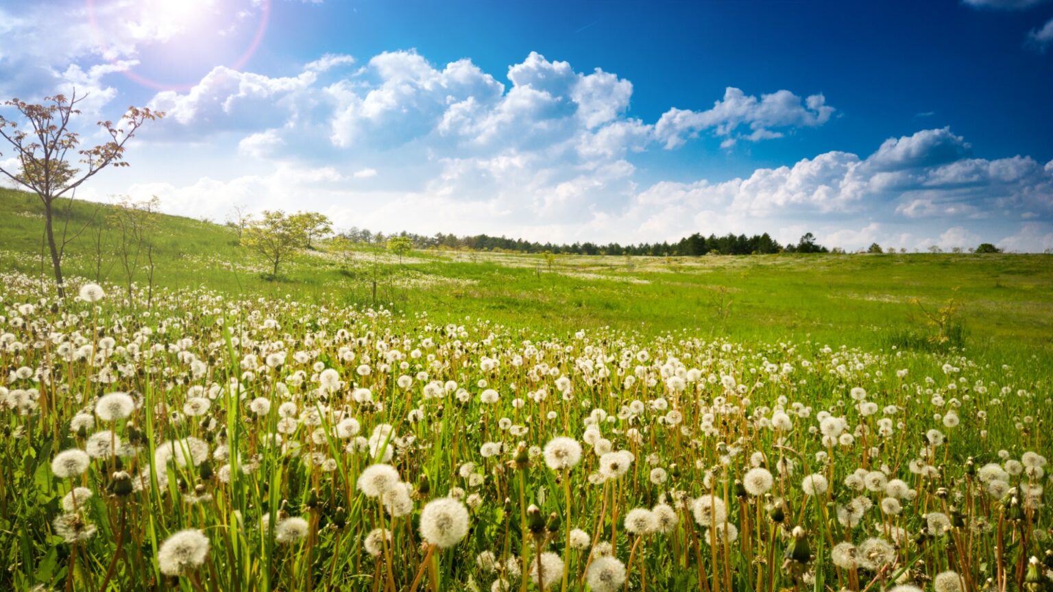 The Meaning and Symbolism of Dandelions A to Z Flowers