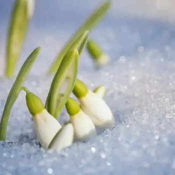 The Folklore and Symbolism of Snowdrops