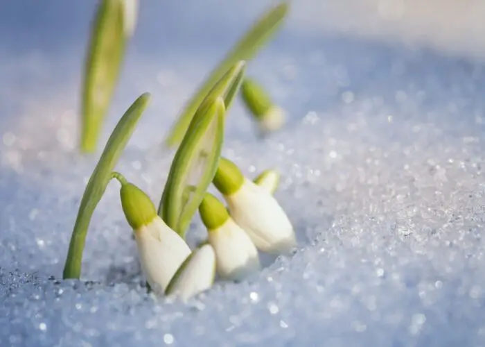 The Folklore and Symbolism of Snowdrops