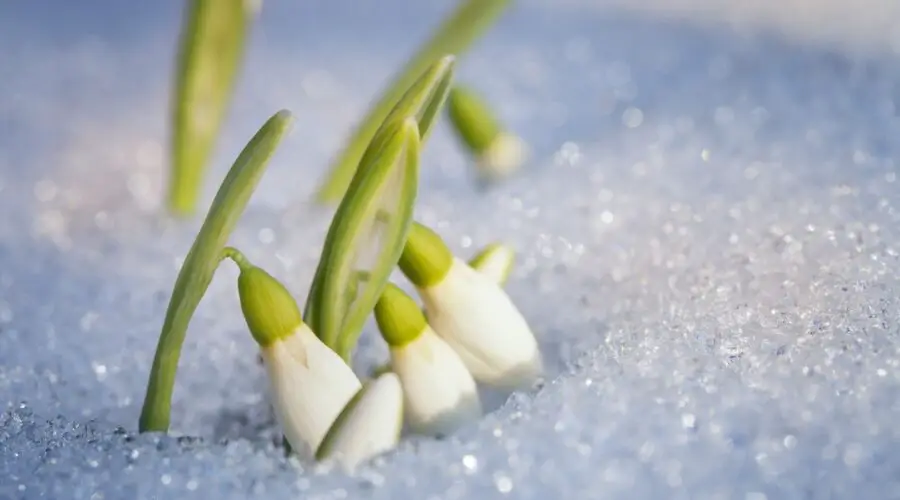 The Folklore and Symbolism of Snowdrops