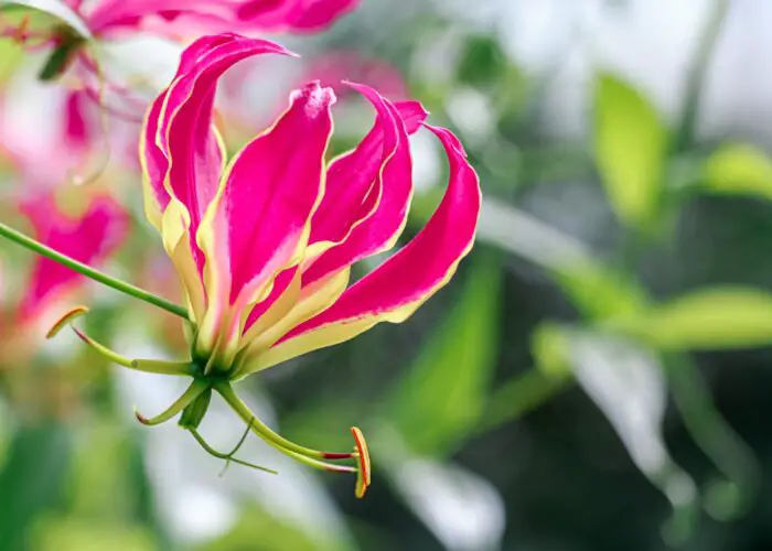 Gloriosa (Flame Lily)