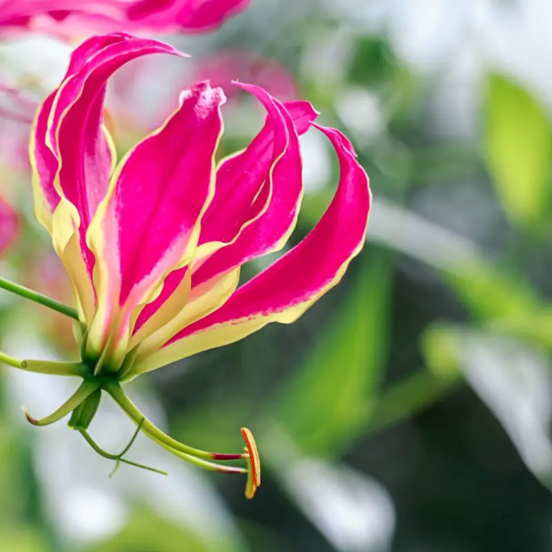 Flowers that symbolize Passion A to Z Flowers