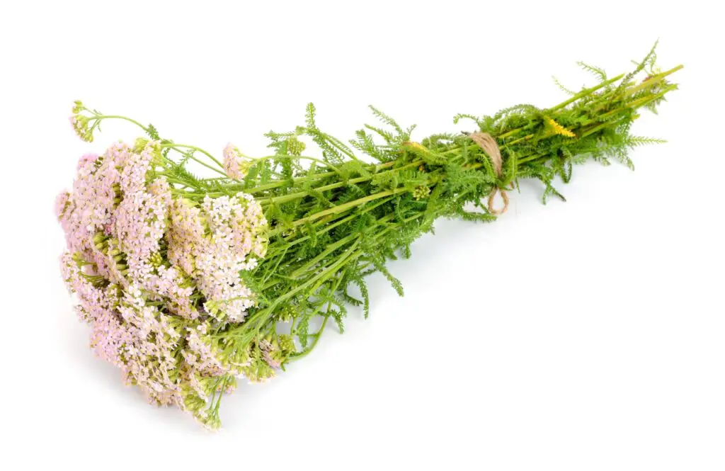 The Healing Powers and Symbolism of Yarrow – A to Z Flowers