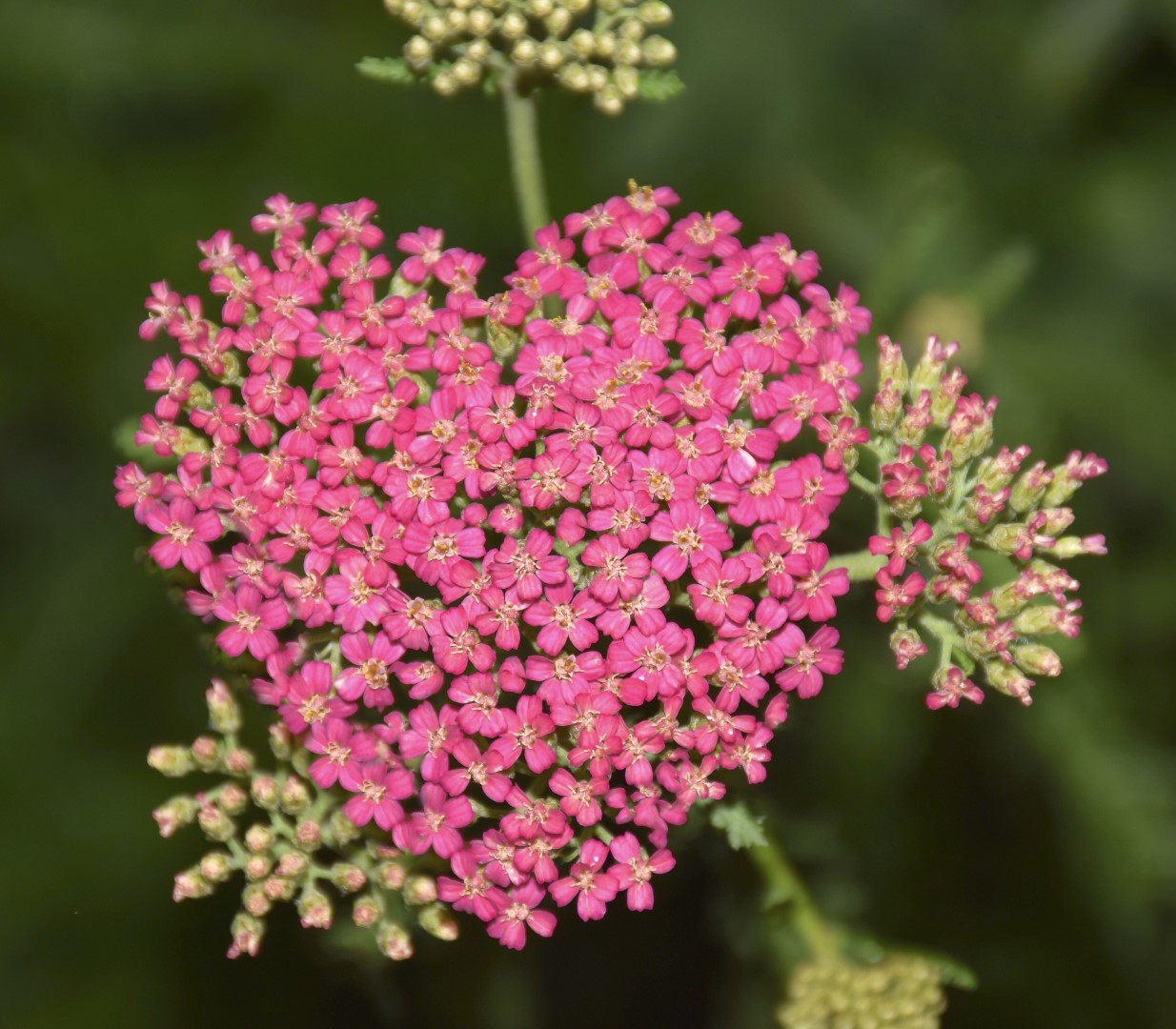 The Healing Powers and Symbolism of Yarrow A to Z Flowers