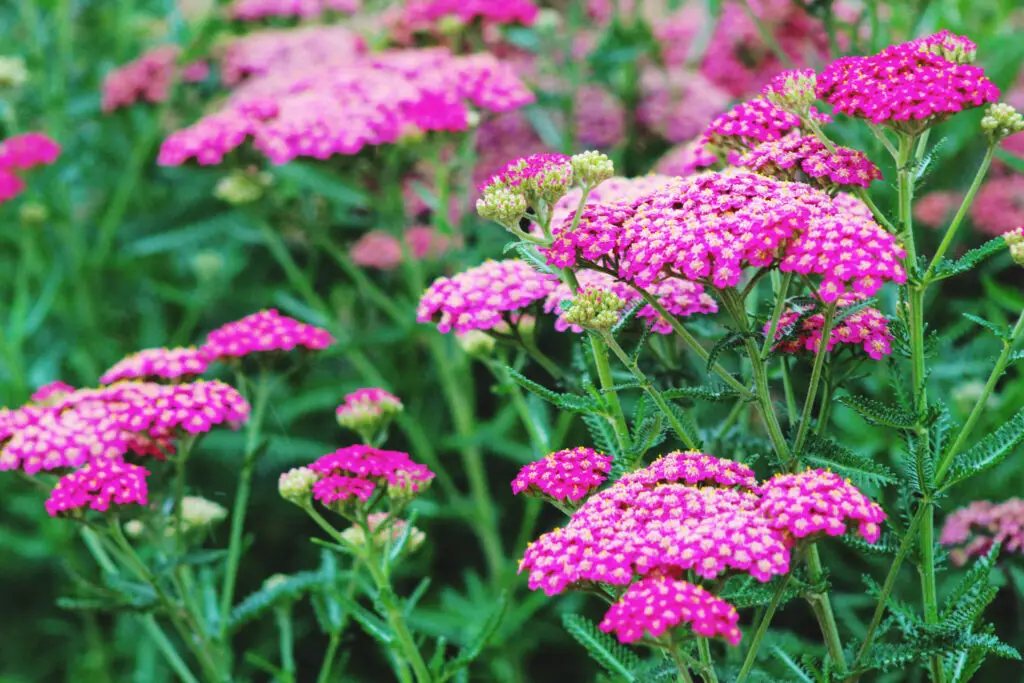 The Healing Powers and Symbolism of Yarrow – A to Z Flowers