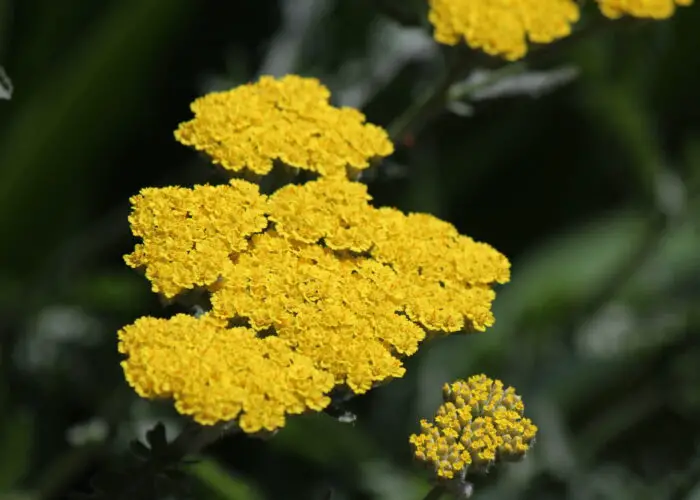 The Healing Powers and Symbolism of Yarrow